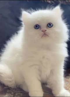 Persian Cats/Triple coated Persian cats/Blue Eyes(03215916070)