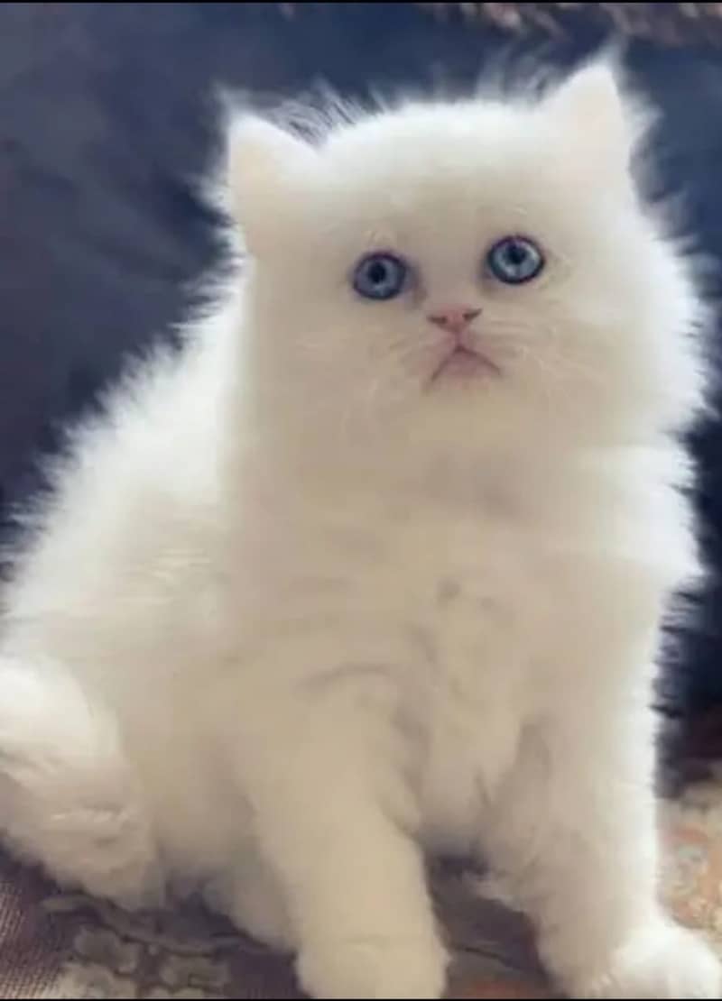 Persian Cats/Triple coated Persian cats/Blue Eyes(03215916070) 0