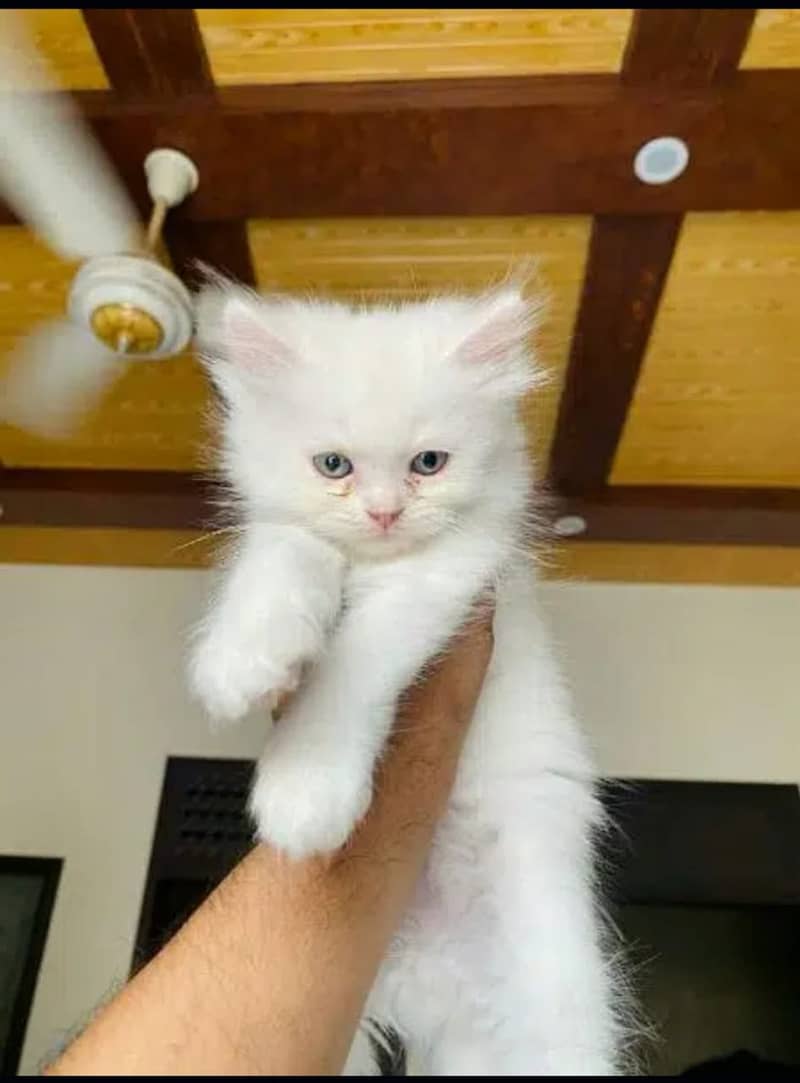 Persian Cats/Triple coated Persian cats/Blue Eyes(03215916070) 4