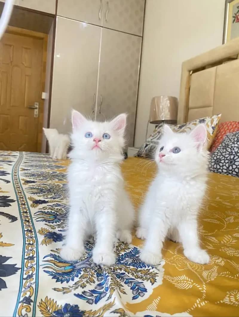 Persian Cats/Triple coated Persian cats/Blue Eyes(03215916070) 5