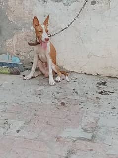 kuhati gultair dog breed bhaloo sa larna wali