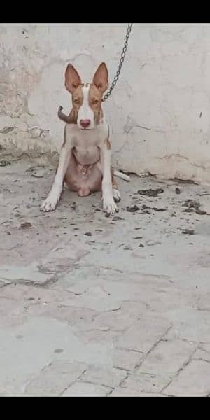 kuhati gultair dog breed bhaloo sa larna wali 1