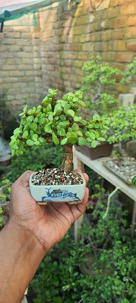 Jade Bonsai 3