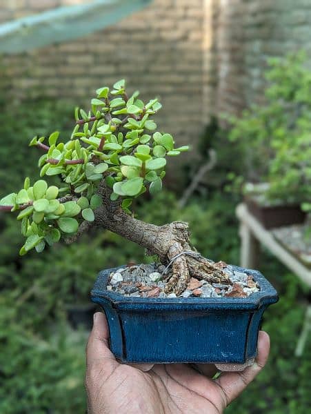 Jade Bonsai 4