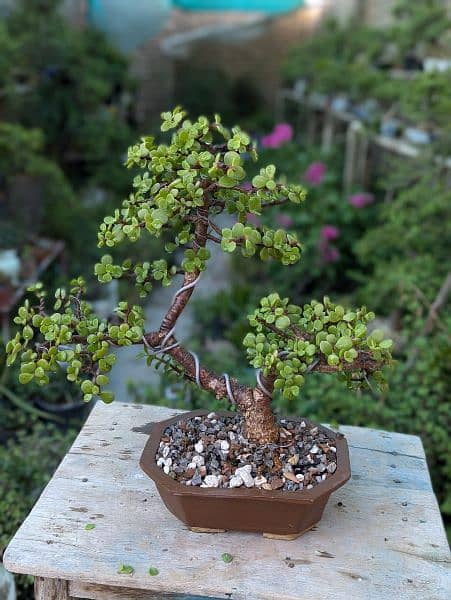 Jade Bonsai 5