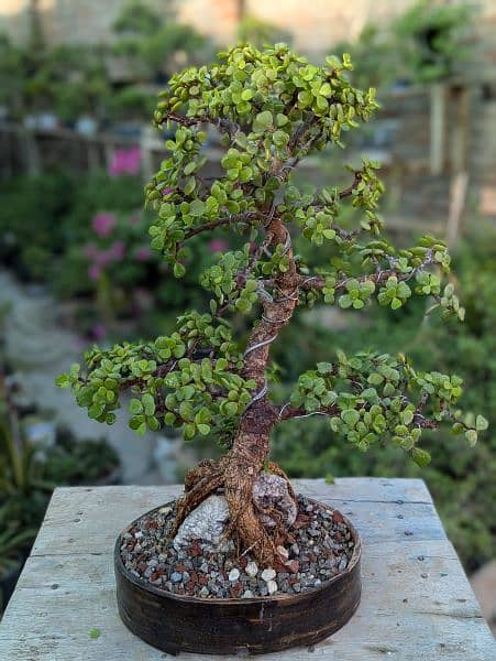 Jade Bonsai 6