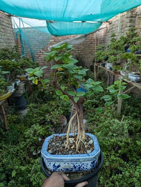 Jade Bonsai 7