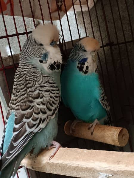 Exhibition Breeder Pair 1