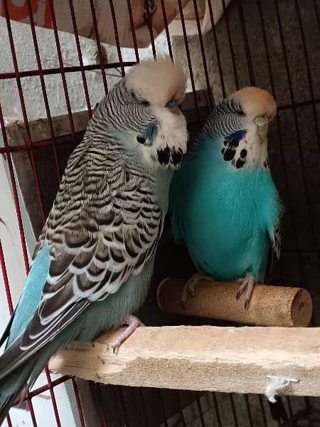 Exhibition Breeder Pair 2