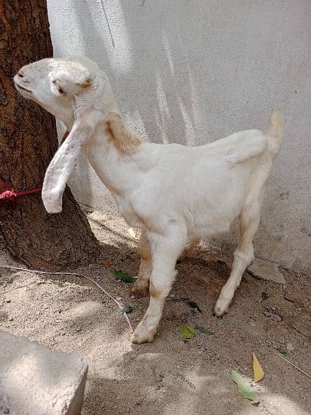 bakri ka female bachi hai 1