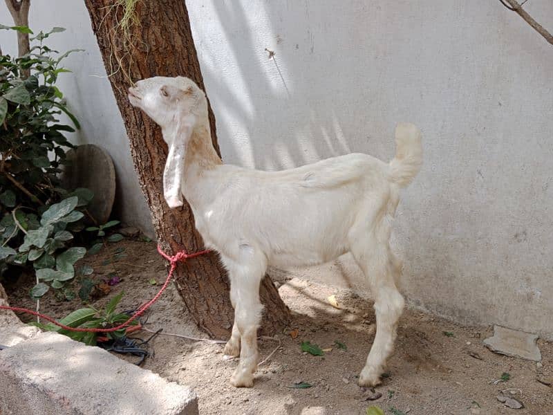 bakri ka female bachi hai 2