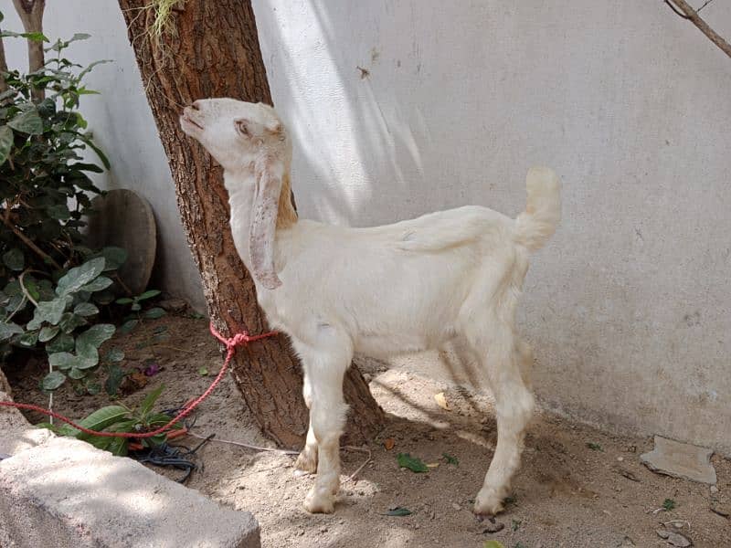 bakri ka female bachi hai 3