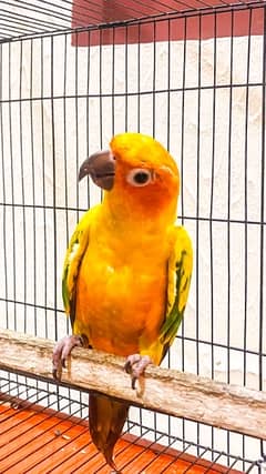 Sun Conure for Sale - Healthy, Vibrant, and Playful