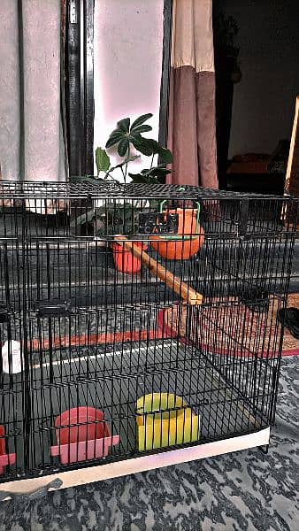 Bird Cage 2