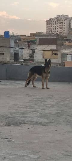 German shepherd female for sale 0