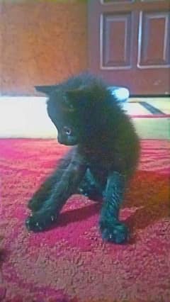 Persian male kitten for sale only 38 days kitten available