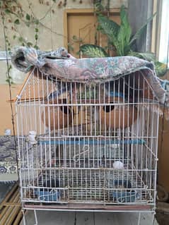 stallion parrat or cage for sale