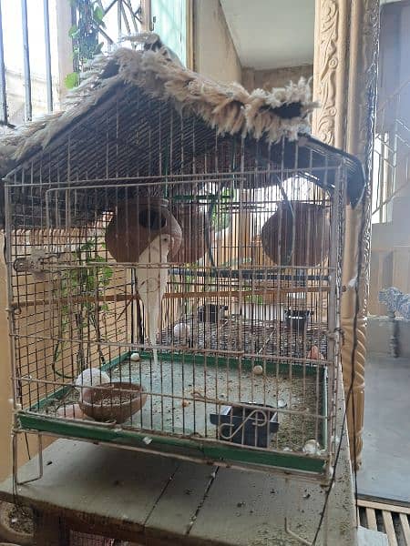 stallion parrat or cage for sale 1