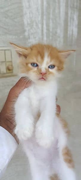 Kitten for Sale Tripel Cote Male and Female Both Available 9