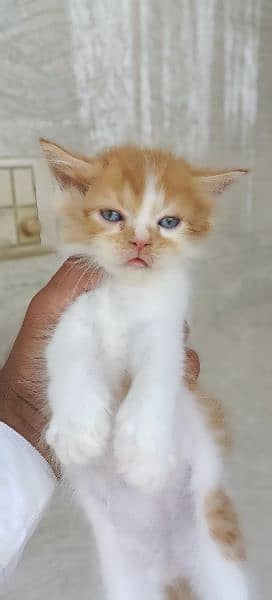 Kitten for Sale Tripel Cote Male and Female Both Available 11