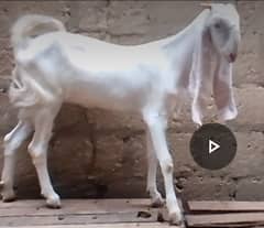 |Bakri|Goat