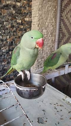 Raw Pair, 1 Year 7 months old, with Cage 0