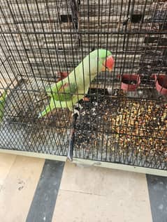 2 Parrots & Cage for Sales (1 Raw and 1 Normal) 0