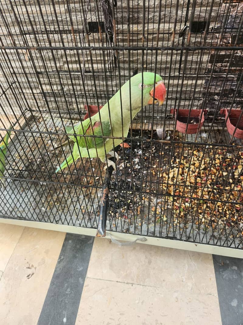 2 Parrots & Cage for Sales (1 Raw and 1 Normal) 0