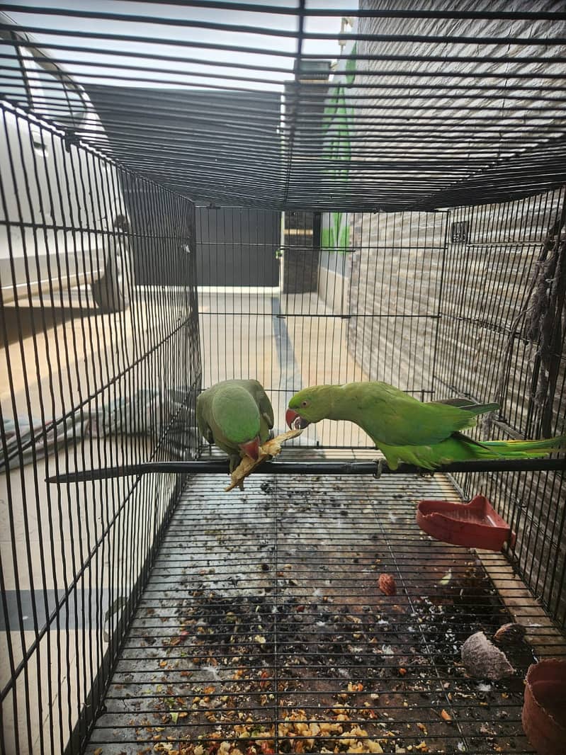 2 Parrots & Cage for Sales (1 Raw and 1 Normal) 1