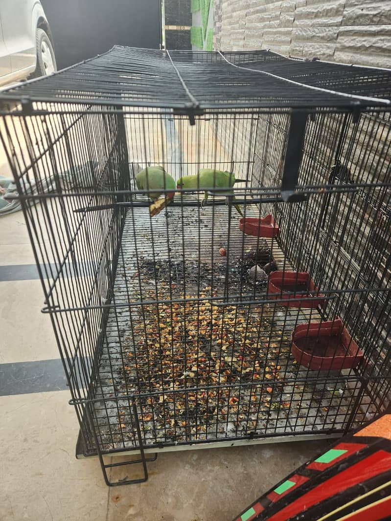 2 Parrots & Cage for Sales (1 Raw and 1 Normal) 2