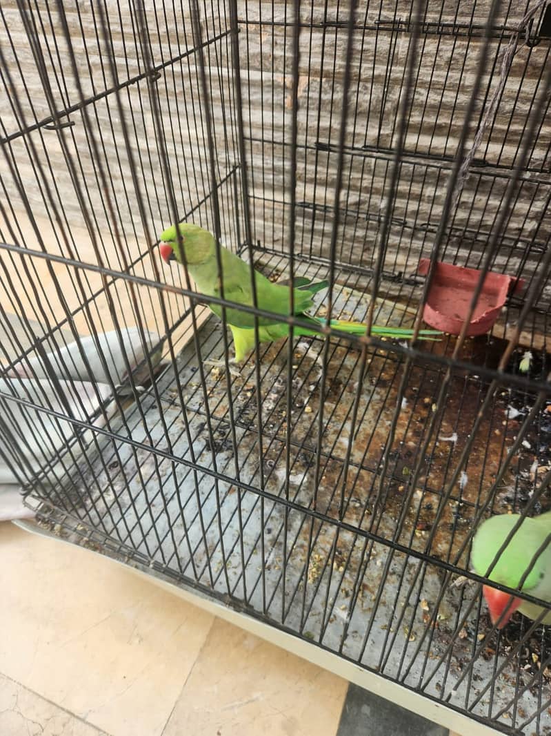 2 Parrots & Cage for Sales (1 Raw and 1 Normal) 3