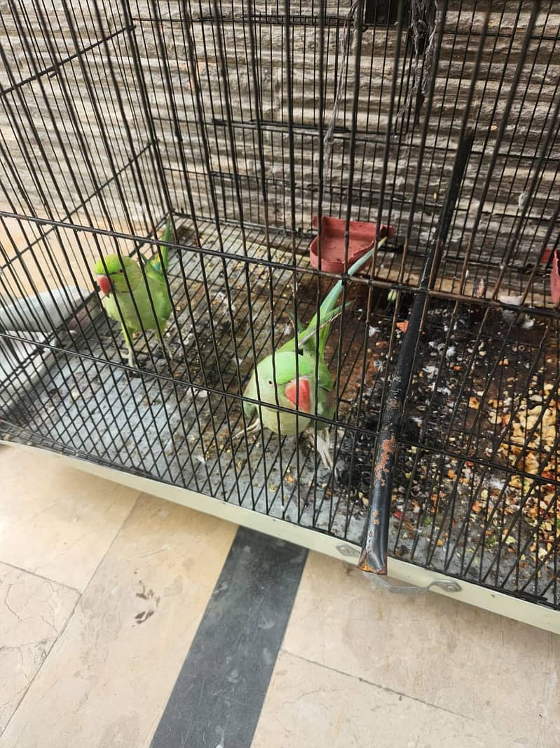 2 Parrots & Cage for Sales (1 Raw and 1 Normal) 4