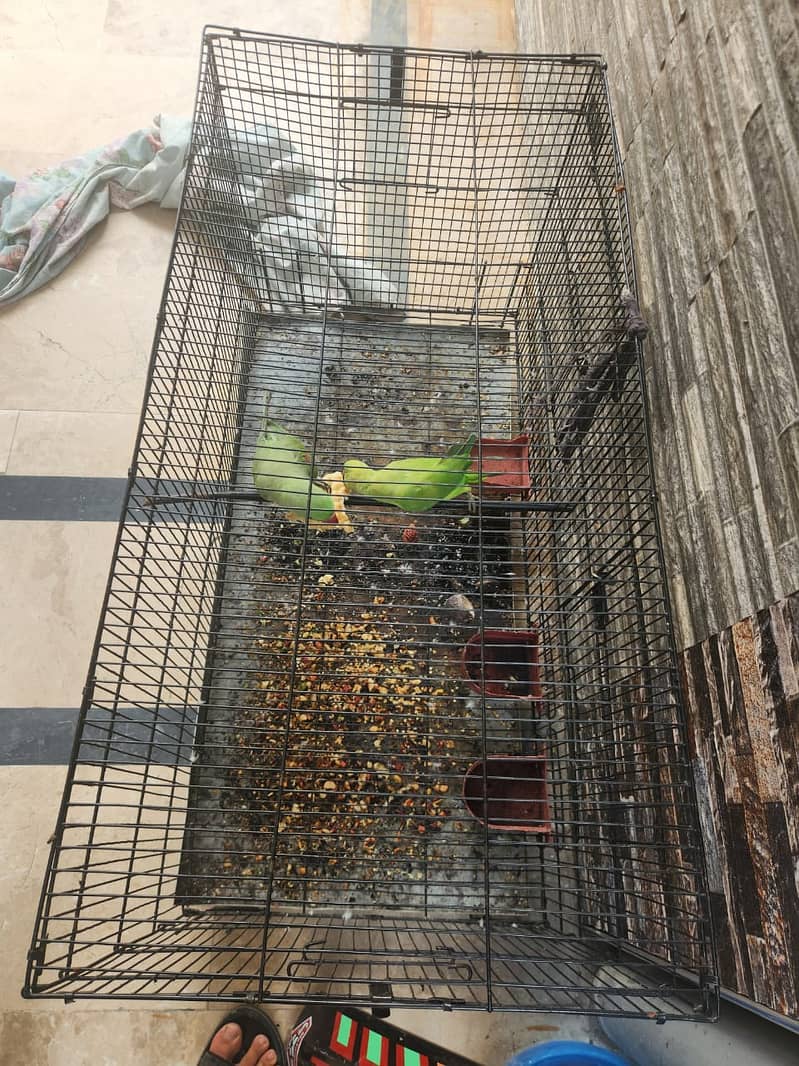 2 Parrots & Cage for Sales (1 Raw and 1 Normal) 5