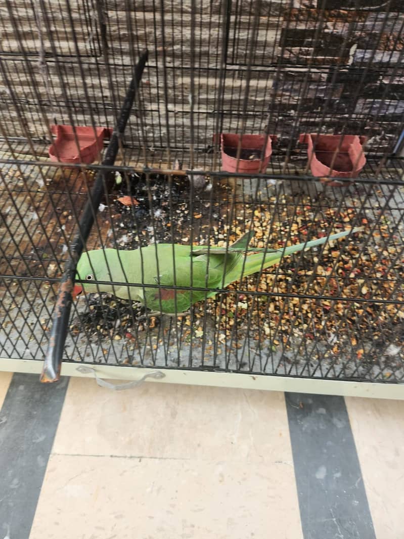 2 Parrots & Cage for Sales (1 Raw and 1 Normal) 6