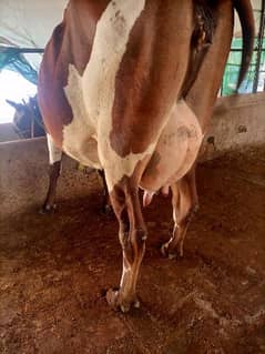 20+Milking capacity cow for sell. .