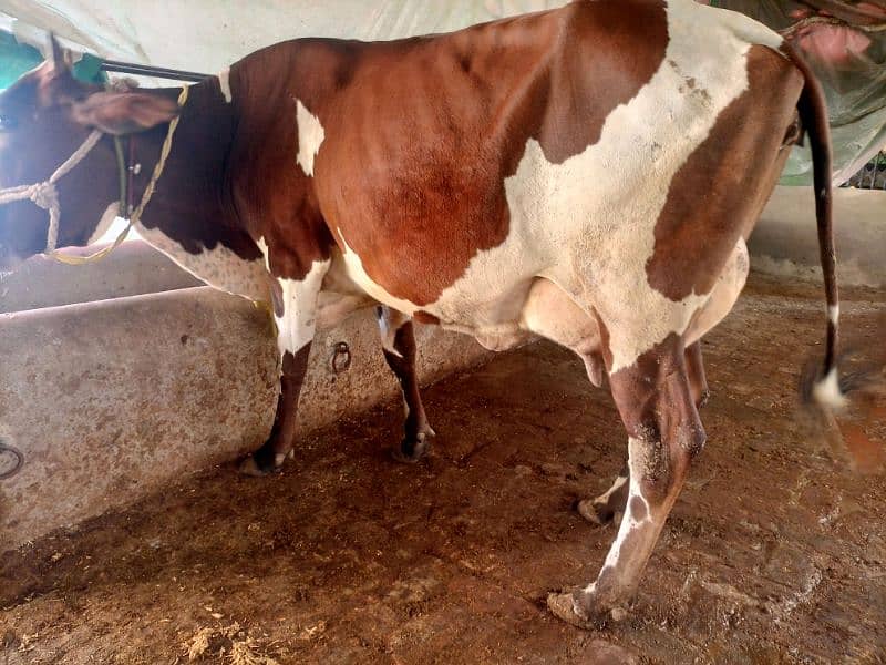 20+Milking capacity cow for sell. . 1