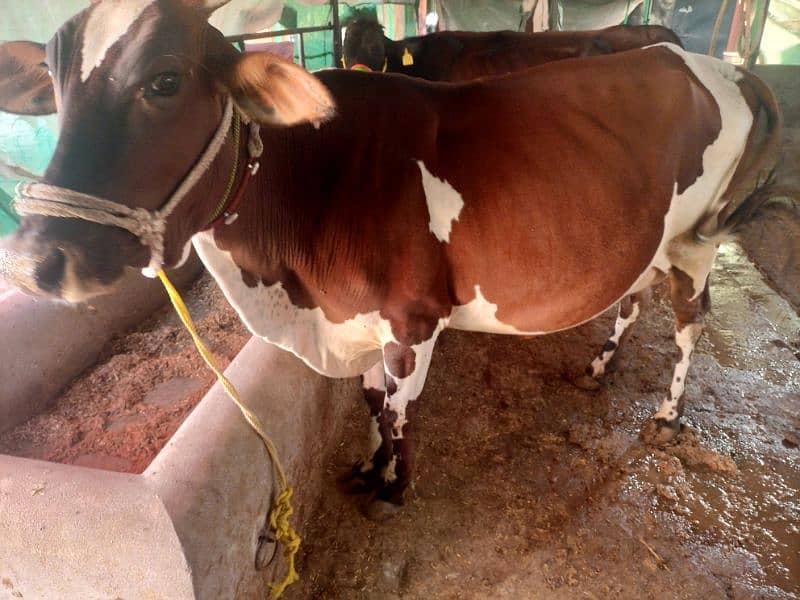 20+Milking capacity cow for sell. . 3