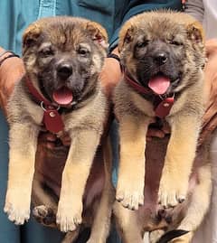 Kurdish Kangal pair full security dogs heavy bone for sale