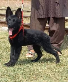 German shepherd long coat female for sale