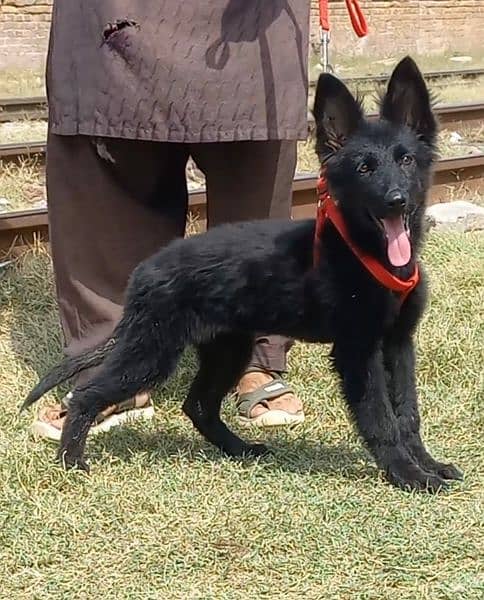 German shepherd long coat female for sale 1