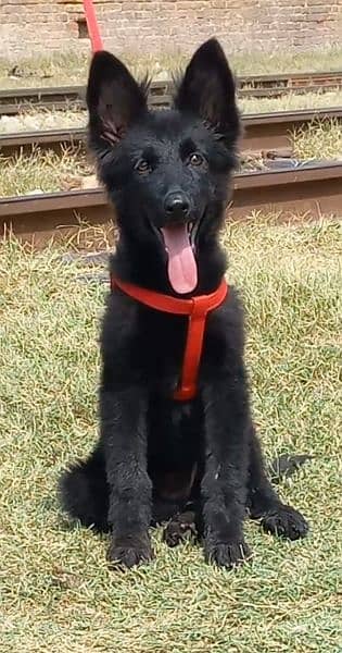 German shepherd long coat female for sale 2