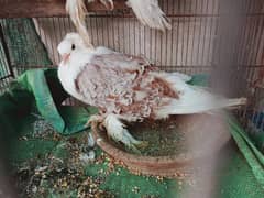 Frillback pigeons 2 PAIRS for sale