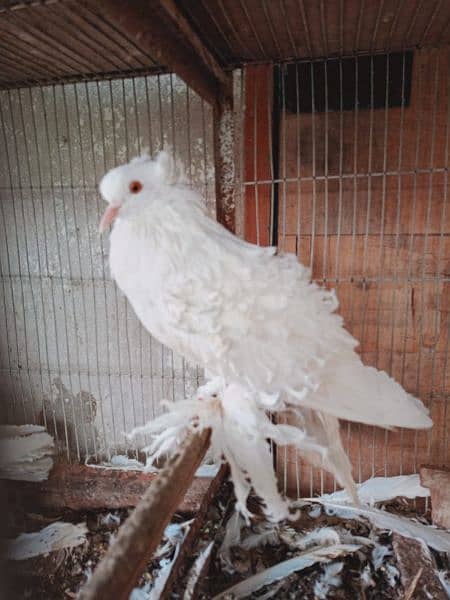 Frillback pigeons 2 PAIRS for sale 4