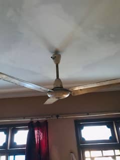 PAK FAN CEILING FAN