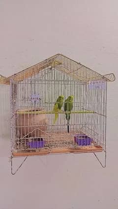 Australian Parrot Pair Available With Cage