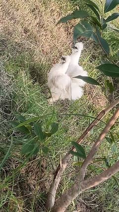 Silkie chickens for sale