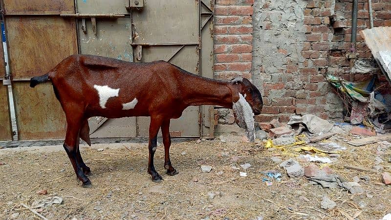 Nagri dabi female fresh cross 6 dant good health 3