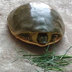 Turtle