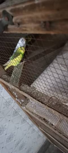 Australia parrot 0