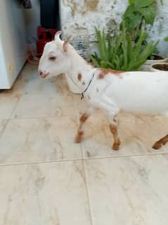 bakra barbari  vip bacha